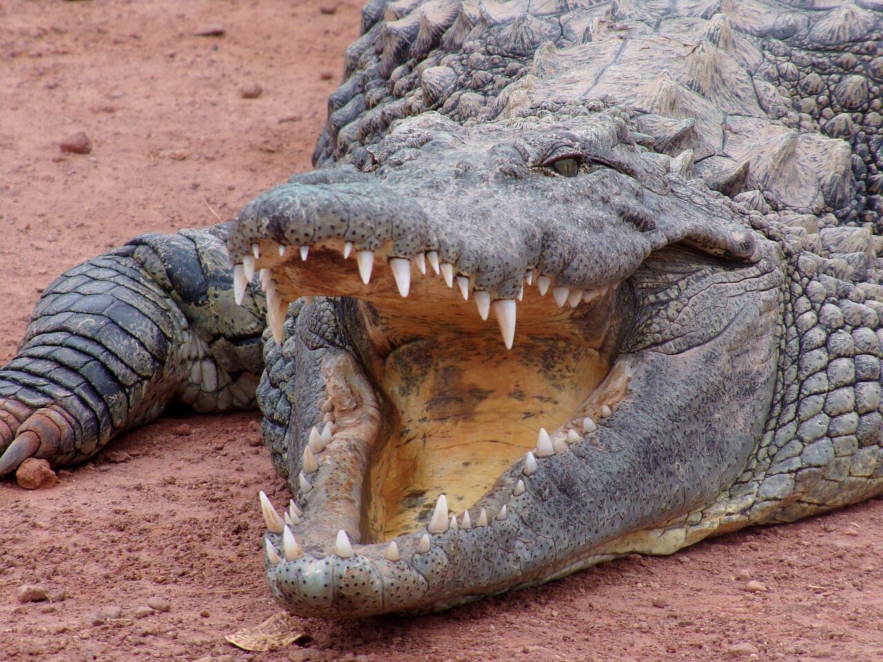 Crocoparc, Agadir