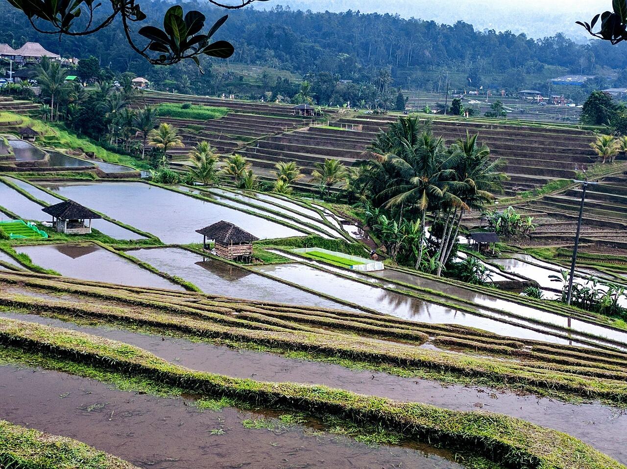 Tegallalang Rice Terraces, Bali