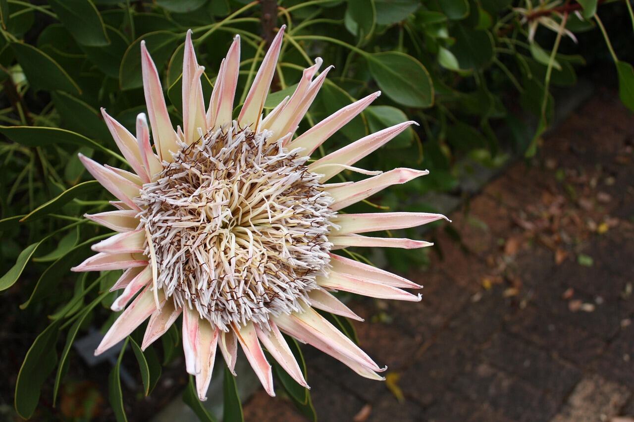 Kirstenbosch National Botanical Garden, Cape Town