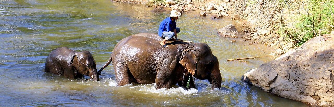 Elephant Nature Park, Chiang Mai
