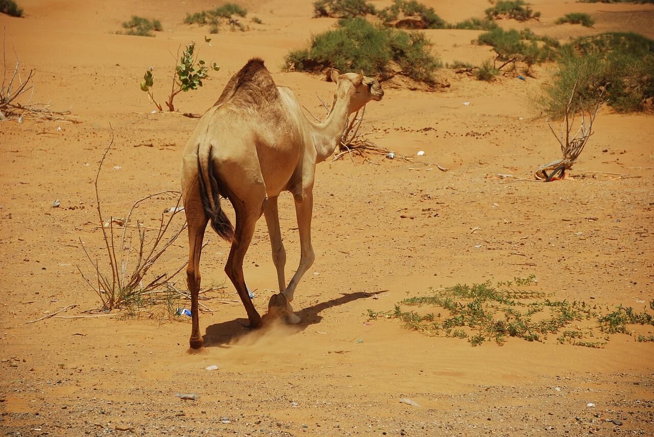 Desert Safari, Dubai