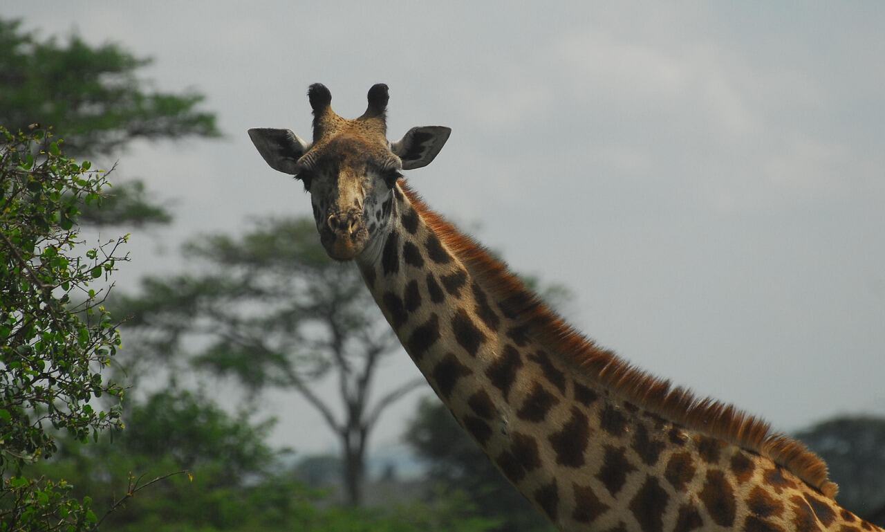 Giraffe Centre, Nairobi