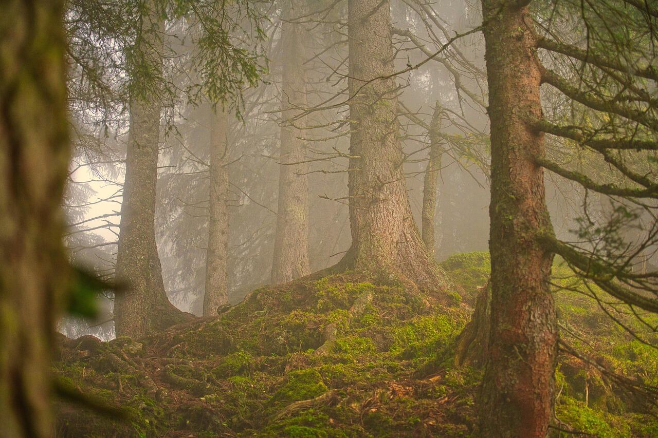 Karura Forest, Nairobi