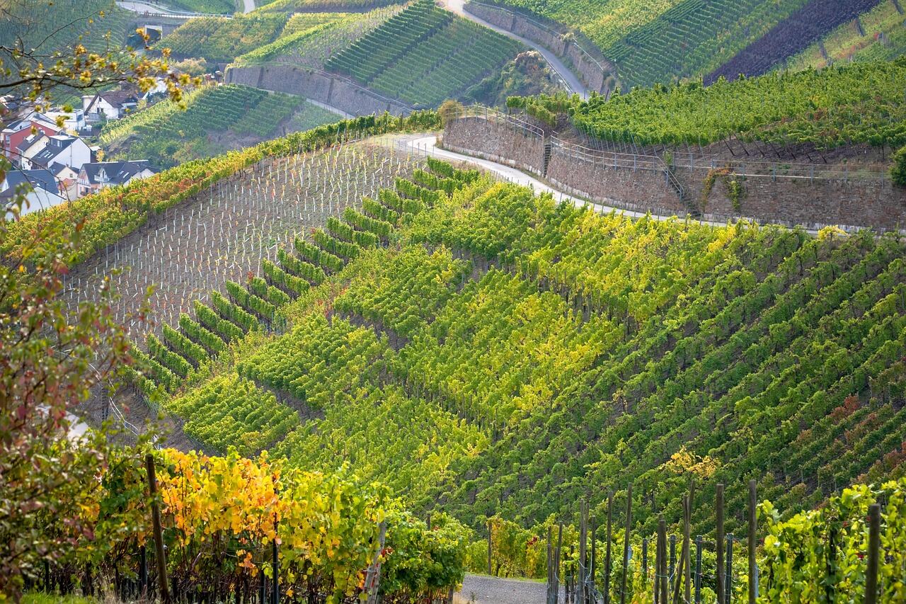 Gibbston Valley Wine Trail, Queenstown