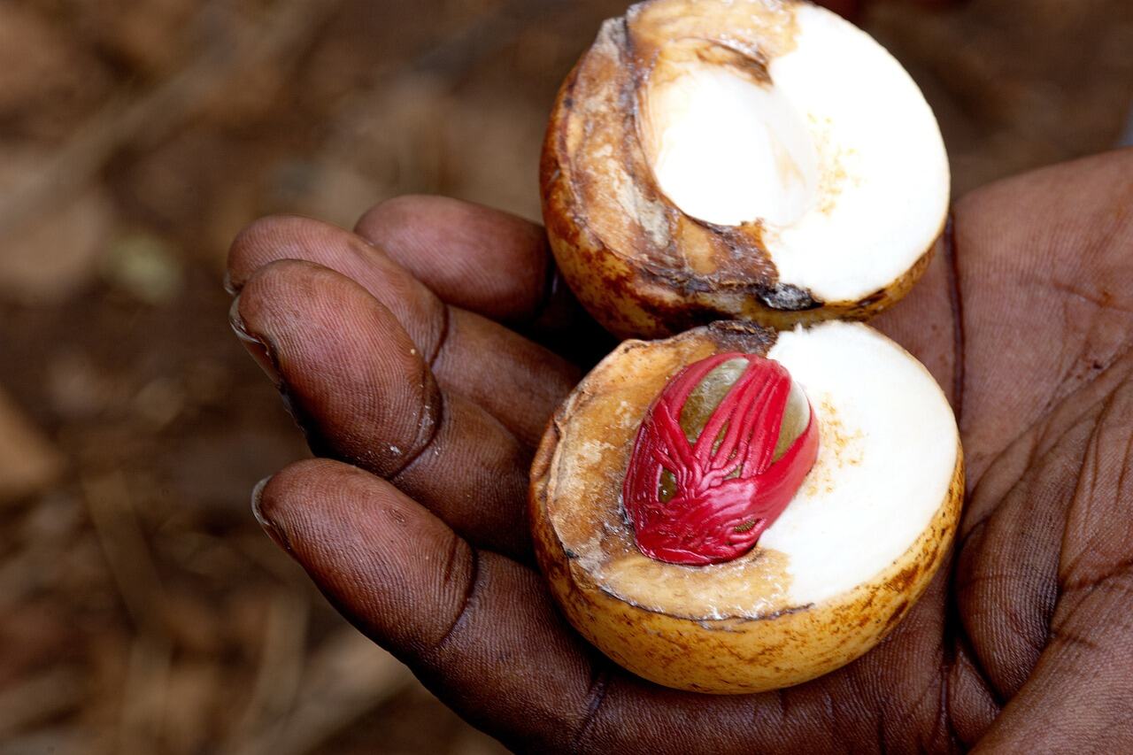 Spice Farm Tour, Zanzibar