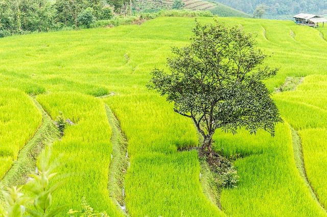 Chiang Mai