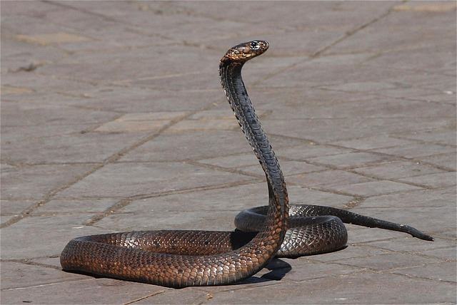 snake, morocco, snake charmer, place, marrakech, snake, snake, snake, snake, snake