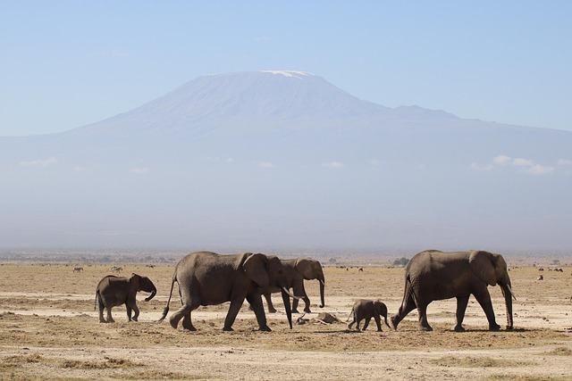 elephants, kenya, africa, safari, kilimanjaro, nature, animal, kenya, kilimanjaro, kilimanjaro, kilimanjaro, kilimanjaro, kilimanjaro, nature