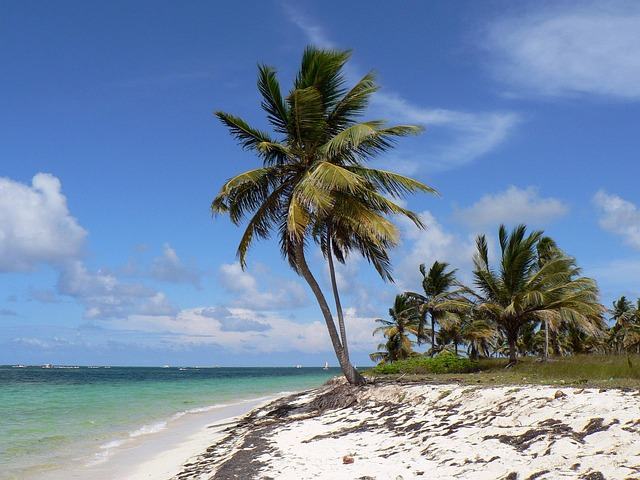 dominican republic, punta cana, beach, coconut, sea, nature, holiday, heavenly, caribbean
